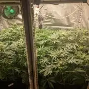 Mixed scrog 2