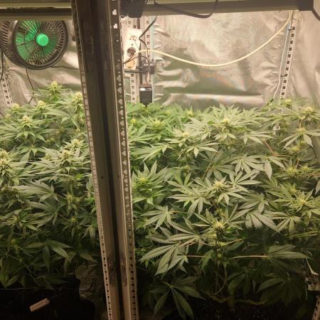 Mixed scrog 2