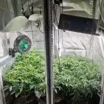 Mixed scrog
