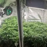 Mixed scrog