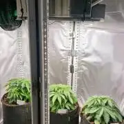 Mixed scrog 2