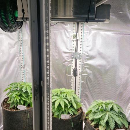 Mixed scrog 2