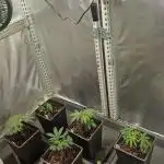 Mixed scrog