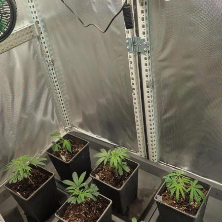 Mixed scrog
