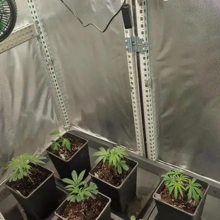 Mixed scrog