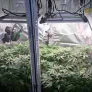 Mixed scrog 2