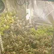 Mixed scrog