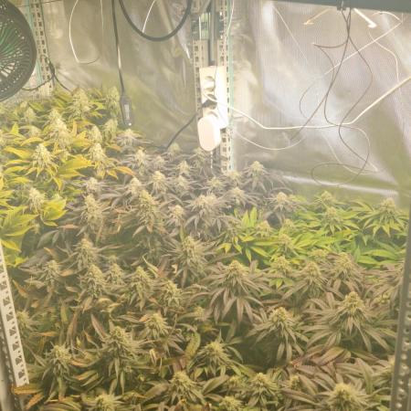 Mixed scrog