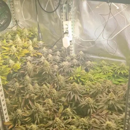 Mixed scrog