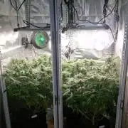 Mixed scrog 2