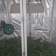 Mixed scrog 2