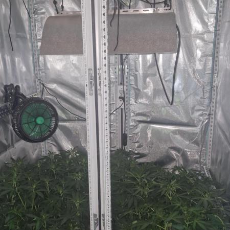Mixed scrog 2