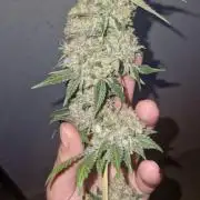 Mixed scrog 2