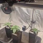 Mixed scrog 3