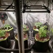 Mixed scrog 3