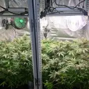 Mixed scrog 2