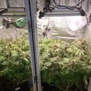 Mixed scrog 2