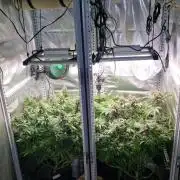 Mixed scrog 2