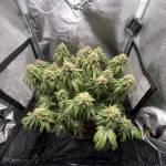 Blue sunset sherbet 