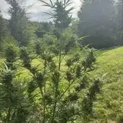 Summertime Autos Various Genetics