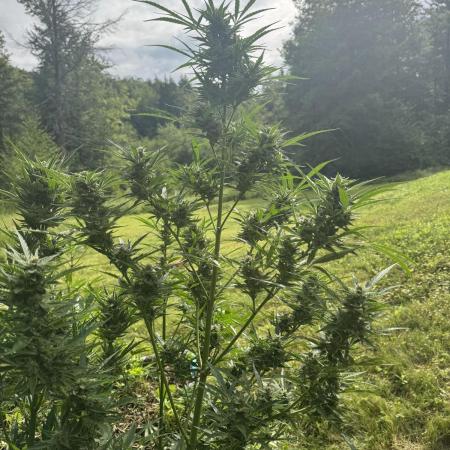 Summertime Autos Various Genetics
