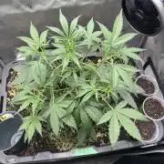 Summertime Autos Various Genetics