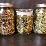 Dude Grows Baox - High CBD Hemp Plant