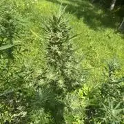 Summertime Autos Various Genetics
