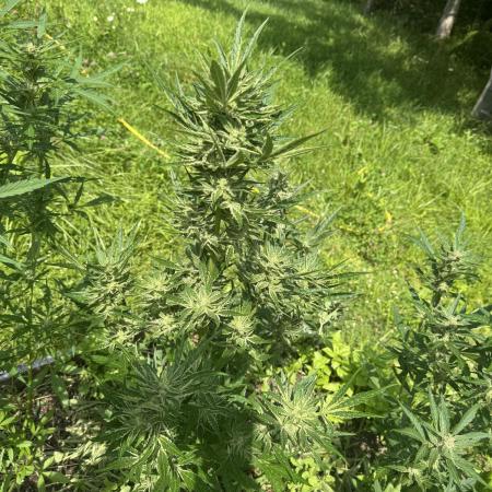Summertime Autos Various Genetics