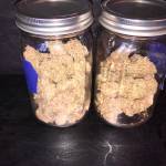 Blue Dream'Matic - Perpetual Harvest