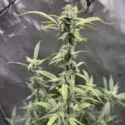 Summertime Autos Various Genetics