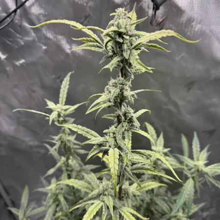 Summertime Autos Various Genetics