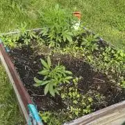Summertime Autos Various Genetics