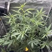 Summertime Autos Various Genetics