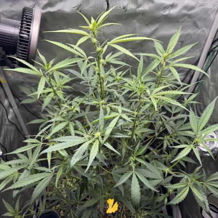Summertime Autos Various Genetics