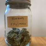 Blueberry