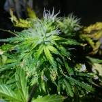 Alien vs. Triangle Hydroponic grow