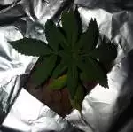 Pineapple Chunk Grow 1