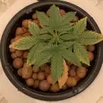 Smoothie auto DWC