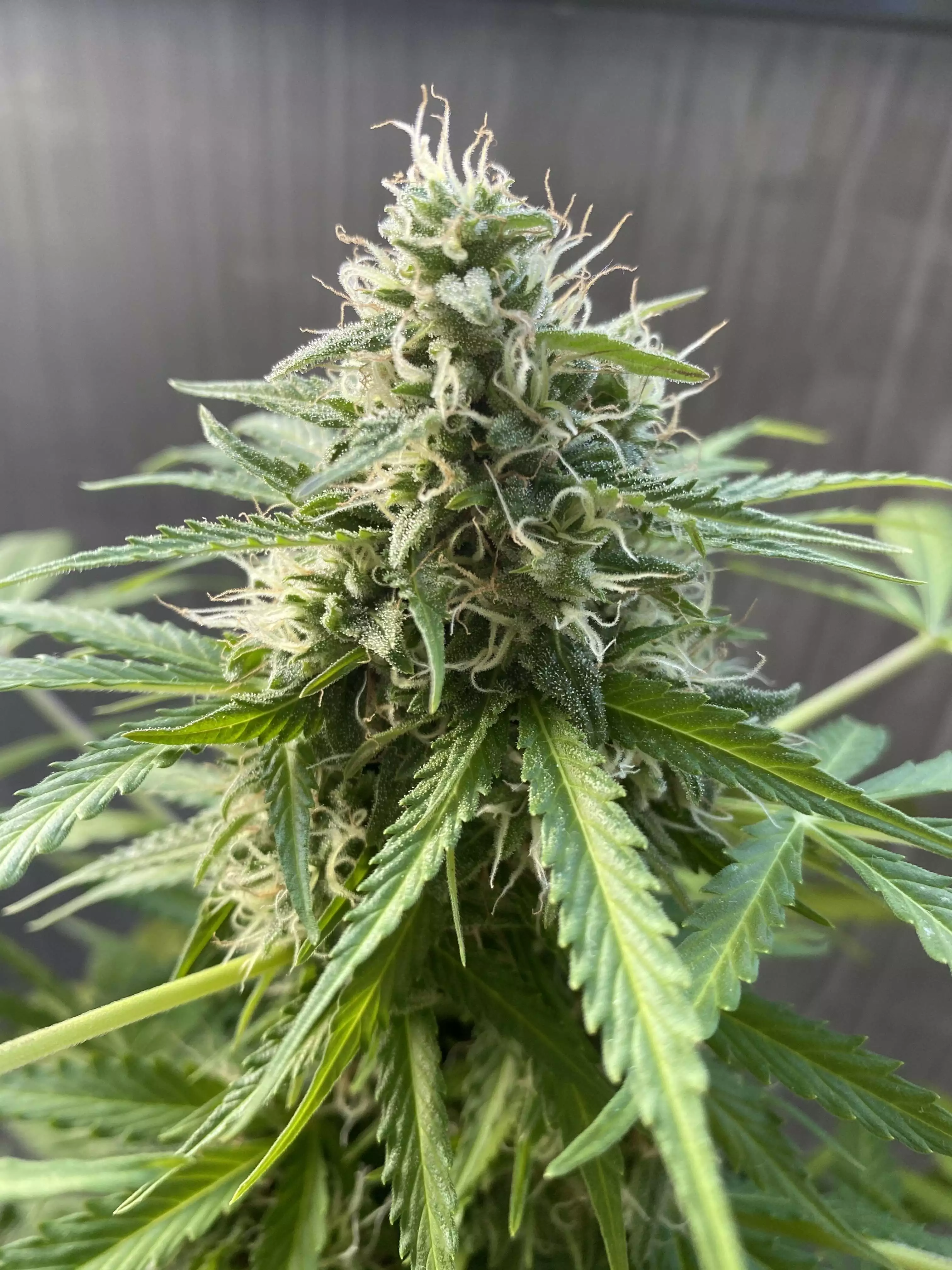How many plants 60x60x160 grow question by OGRasclartgee ...