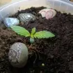 1st Grow Lsd-25 auto Fastbuds seeds