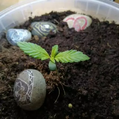 1st Grow Lsd-25 auto Fastbuds seeds