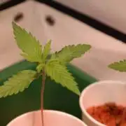 Banana Frosting HydroCorrels drain2waste