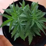 Dr Rays Formula One Auto (Indoor)