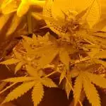 2 White Widow Auto [White Label]