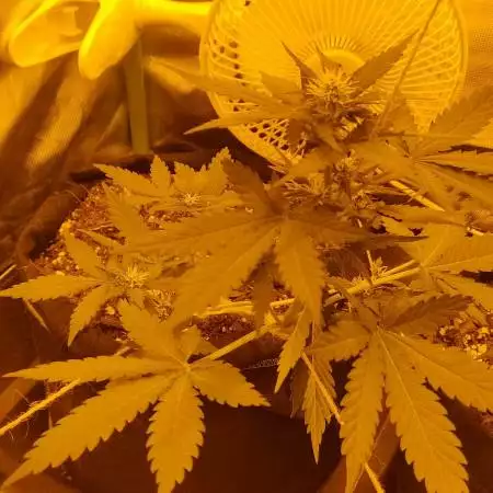 2 White Widow Auto [White Label]