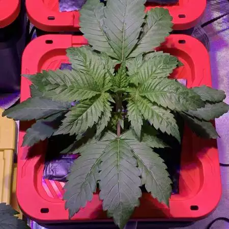 Cataract Kush
