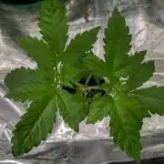 Forza Flour X Strawberry Guava