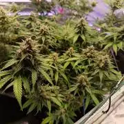 The begening 100w teuto led