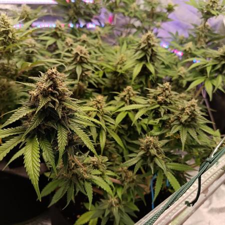 The begening 100w teuto led